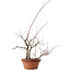 Acer palmatum Arakawa, 34 cm, ± 15 jaar oud