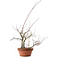 Acer palmatum Arakawa, 34 cm, ± 15 years old