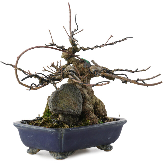 Acer buergerianum, 18 cm, ± 20 años, en maceta rota