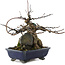 Acer buergerianum, 18 cm, ± 20 Jahre alt, in einem Topf mit Rissen