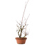 Acer palmatum Arakawa, 34 cm, ± 15 anni