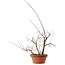 Acer palmatum Arakawa, 34 cm, ± 15 anni
