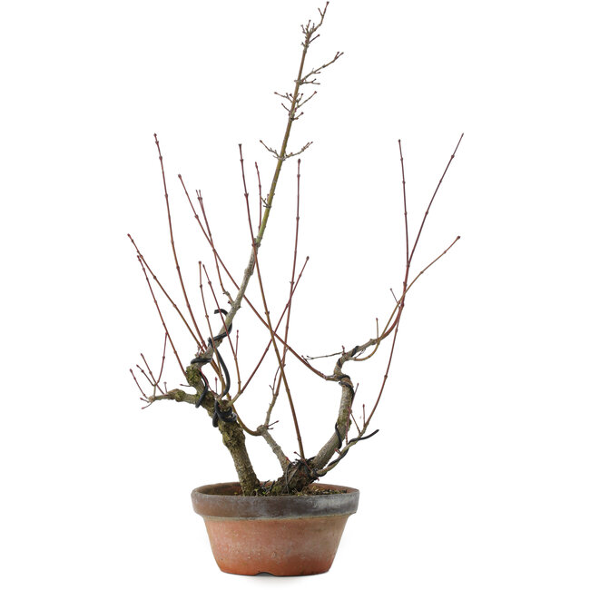 Acer palmatum Arakawa, 45,5 cm, ± 15 jaar oud