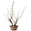 Acer palmatum Arakawa, 45,5 cm, ± 15 years old