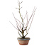 Acer palmatum Arakawa, 45,5 cm, ± 15 anni