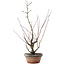 Acer palmatum Arakawa, 45,5 cm, ± 15 years old