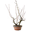 Acer palmatum Arakawa, 45,5 cm, ± 15 jaar oud