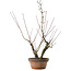 Acer palmatum Arakawa, 45,5 cm, ± 15 Jahre alt