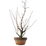 Acer palmatum Arakawa, 45,5 cm, ± 15 ans