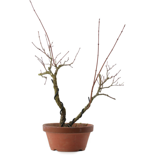Acer palmatum Arakawa, 33 cm, ± 15 ans