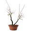 Acer palmatum Arakawa, 33 cm, ± 15 años