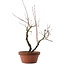 Acer palmatum Arakawa, 33 cm, ± 15 years old