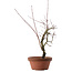 Acer palmatum Arakawa, 33 cm, ± 15 ans