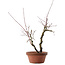 Acer palmatum Arakawa, 33 cm, ± 15 Jahre alt