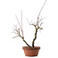 Acer palmatum Arakawa, 33 cm, ± 15 años