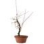 Acer palmatum Arakawa, 33 cm, ± 15 Jahre alt