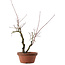 Acer palmatum Arakawa, 33 cm, ± 15 anni