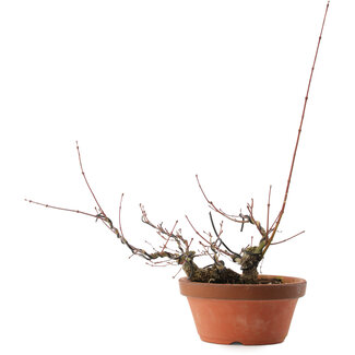 Acer palmatum Arakawa, 14,5 cm, ± 15 jaar oud