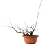 Acer palmatum Arakawa, 14,5 cm, ± 15 jaar oud