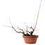 Acer palmatum Arakawa, 14,5 cm, ± 15 Jahre alt