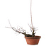 Acer palmatum Arakawa, 14,5 cm, ± 15 anni