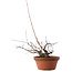 Acer palmatum Arakawa, 14,5 cm, ± 15 años