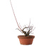 Acer palmatum Arakawa, 14,5 cm, ± 15 Jahre alt