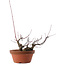 Acer palmatum Arakawa, 14,5 cm, ± 15 años