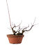 Acer palmatum Arakawa, 14,5 cm, ± 15 years old