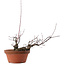 Acer palmatum Arakawa, 14,5 cm, ± 15 ans