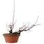 Acer palmatum Arakawa, 14,5 cm, ± 15 jaar oud