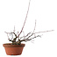 Acer palmatum Arakawa, 14,5 cm, ± 15 anni