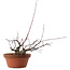 Acer palmatum Arakawa, 14,5 cm, ± 15 years old