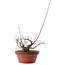 Acer palmatum Arakawa, 14,5 cm, ± 15 jaar oud