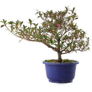 Rhododendron indicum Kokuko-no-Tsuki, 24 cm, ± 6 jaar oud