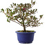 Rhododendron indicum Kokuko-no-Tsuki, 24 cm, ± 6 jaar oud