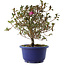 Rhododendron indicum Kokuko-no-Tsuki, 24 cm, ± 6 jaar oud