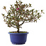 Rhododendron indicum Kokuko-no-Tsuki, 24 cm, ± 6 Jahre alt