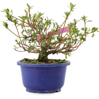 Rhododendron indicum Kokuko-no-Tsuki, 16,5 cm, ± 6 anni