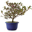 Rhododendron indicum Kokuko-no-Tsuki, 24 cm, ± 6 jaar oud