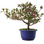 Rhododendron indicum Kokuko-no-Tsuki, 24 cm, ± 6 jaar oud