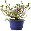 Rhododendron indicum Kokuko-no-Tsuki, 16,5 cm, ± 6 jaar oud