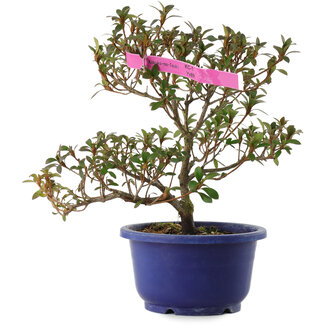 Rhododendron indicum Kokuko-no-Tsuki, 23,5 cm, ± 6 Jahre alt