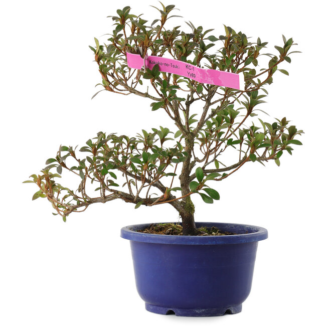 Rhododendron indicum Kokuko-no-Tsuki, 23,5 cm, ± 6 jaar oud