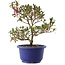 Rhododendron indicum Kokuko-no-Tsuki, 23,5 cm, ± 6 years old