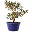 Rhododendron indicum Kokuko-no-Tsuki, 23,5 cm, ± 6 Jahre alt