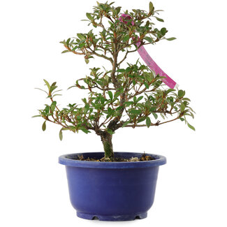 Rhododendron indicum Kokuko-no-Tsuki, 23 cm, ± 6 Jahre alt