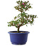 Rhododendron indicum Kokuko-no-Tsuki, 23 cm, ± 6 jaar oud