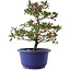 Rhododendron indicum Kokuko-no-Tsuki, 23 cm, ± 6 Jahre alt