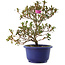 Rhododendron indicum Kokuko-no-Tsuki, 23,5 cm, ± 6 jaar oud